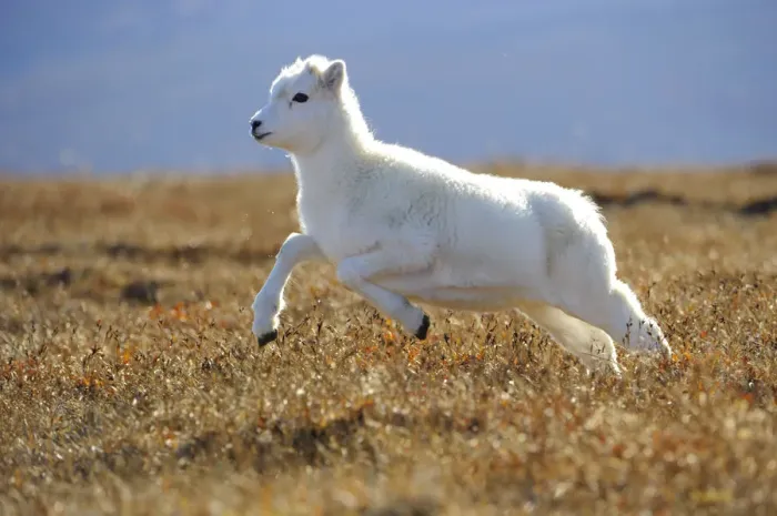 Framed Print : Dall sheep (Ovis dalli) yearling lamb running across alpine tundra, Denali National Park Framed Print : Dall sheep (Ovis dalli) yearling lamb running across alpine tundra, Denali National Park