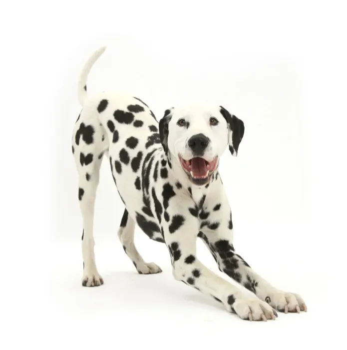 Framed Print : Dalmatian dog, Barney, 6 years, in play-bow stance, against white background Framed Print : Dalmatian dog, Barney, 6 years, in play-bow stance, against white background