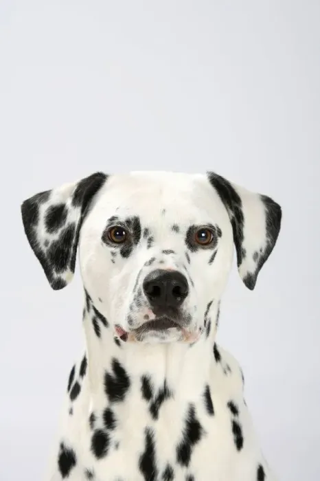 Framed Print : Dalmatian, head portrait, male aged 4 years Framed Print : Dalmatian, head portrait, male aged 4 years