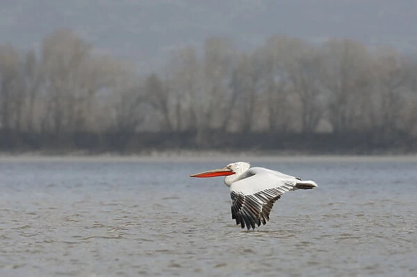Dalmatian pelican (Pelecanus crispus) flying over Lake Kerkini, Macedonia, Greece