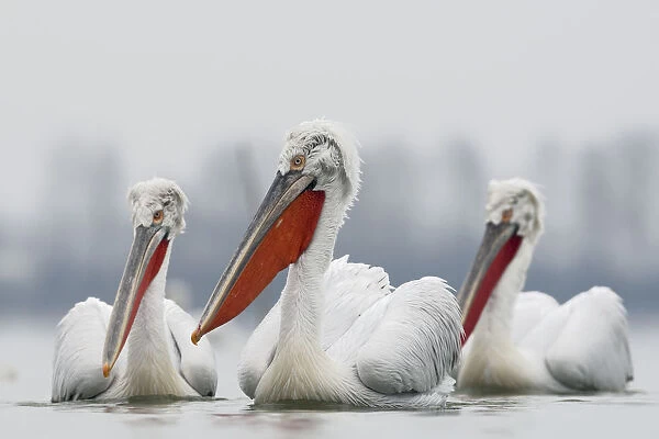Three Dalmatian pelican (Pelecanus crispus) on Lake Kerkini, Macedonia, Greece, February