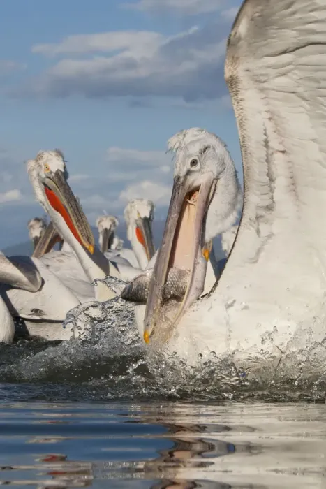 Framed Print : Dalmatian pelican (Pelecanus crispus) with fish in beak, Lake Kerkini, Macedonia Framed Print : Dalmatian pelican (Pelecanus crispus) with fish in beak, Lake Kerkini, Macedonia