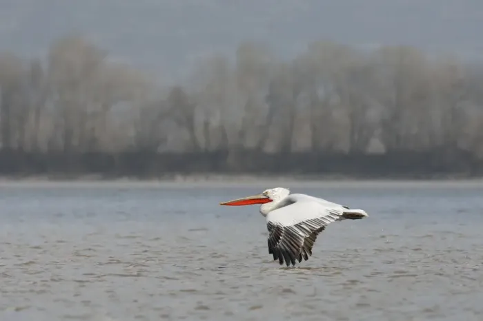 Framed Print : Dalmatian pelican (Pelecanus crispus) flying over Lake Kerkini, Macedonia, Greece