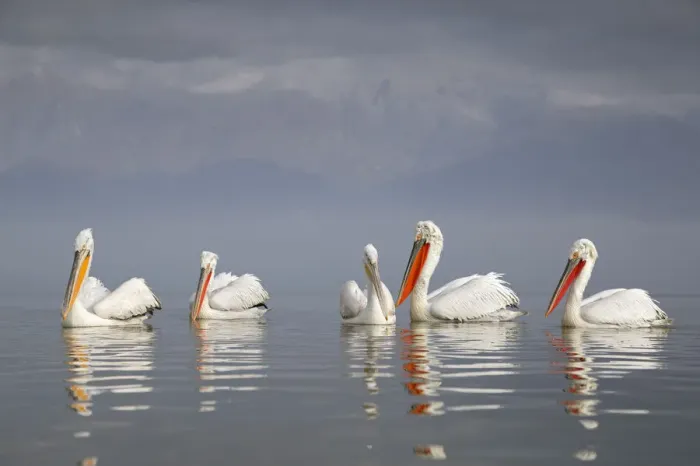 Framed Print : Dalmatian pelican (Pelecanus crispus) group of five resting on the lake, with mountain Framed Print : Dalmatian pelican (Pelecanus crispus) group of five resting on the lake, with mountain