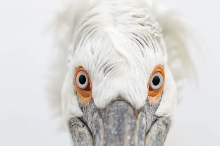 Framed Print : Dalmatian Pelican (Pelecanus crispus) head on close up portrait. Lake Kerkini, Greece Framed Print : Dalmatian Pelican (Pelecanus crispus) head on close up portrait. Lake Kerkini, Greece