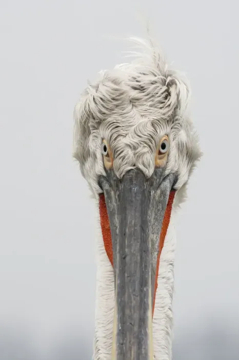 Framed Print : Dalmatian pelican (Pelecanus crispus) portrait, Lake Kerkini, Macedonia, Greece Framed Print : Dalmatian pelican (Pelecanus crispus) portrait, Lake Kerkini, Macedonia, Greece