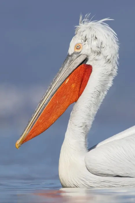 Framed Print : Dalmatian pelican (Pelecanus crispus) portrait, Lake Kerkini, Macedonia, Greece Framed Print : Dalmatian pelican (Pelecanus crispus) portrait, Lake Kerkini, Macedonia, Greece