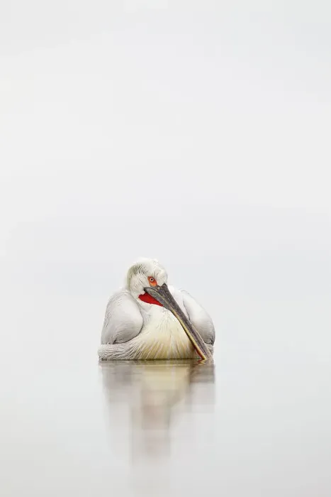 Framed Print : Dalmatian pelican (Pelecanus crispus) resting on water in mist, Lake Kerkini, Greece, March Framed Print : Dalmatian pelican (Pelecanus crispus) resting on water in mist, Lake Kerkini, Greece, March