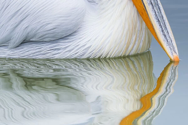 Dalmatian pelican (Pelicanus crispus) close up of beak tip reflected in water of Lake