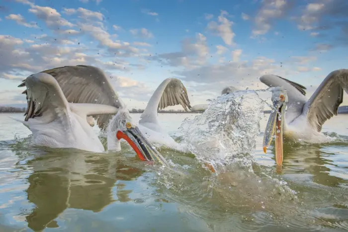 Framed Print : Dalmatian pelican (Pelicanus crispus) group squabbling over fish, Lake Kerkini, Greece Framed Print : Dalmatian pelican (Pelicanus crispus) group squabbling over fish, Lake Kerkini, Greece