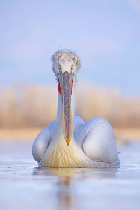 Framed Print : Dalmatian pelican (Pelicanus crispus) Lake Kerkini, Greece Framed Print : Dalmatian pelican (Pelicanus crispus) Lake Kerkini, Greece