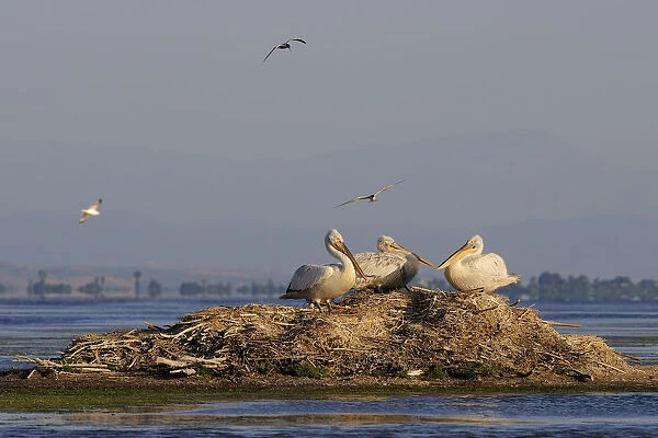 Three Dalmatian pelicans (Pelecanus crispus) on mound in water, Karavasta Lagoons National Park