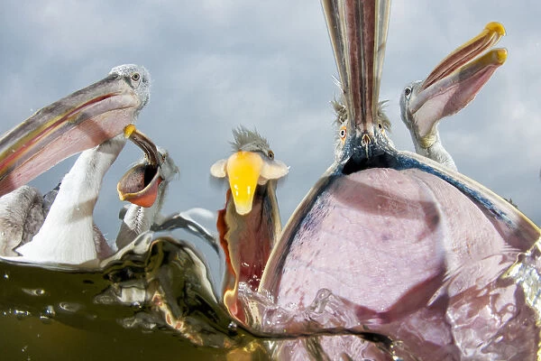 Dalmatian pelicans (Pelecanus crispus) low angle perspective of open bills whilst feeding