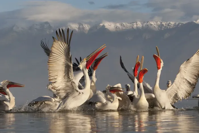 Framed Print : Dalmatian pelicans (Pelecanus crispus) feeding on thrown fish, Lake Kerkini, Macedonia Framed Print : Dalmatian pelicans (Pelecanus crispus) feeding on thrown fish, Lake Kerkini, Macedonia