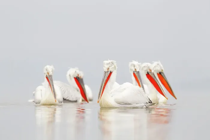 Framed Print : Dalmatian pelicans (Pelecanus crispus) group on water in mist, Lake Kerkini, Greece, February Framed Print : Dalmatian pelicans (Pelecanus crispus) group on water in mist, Lake Kerkini, Greece, February