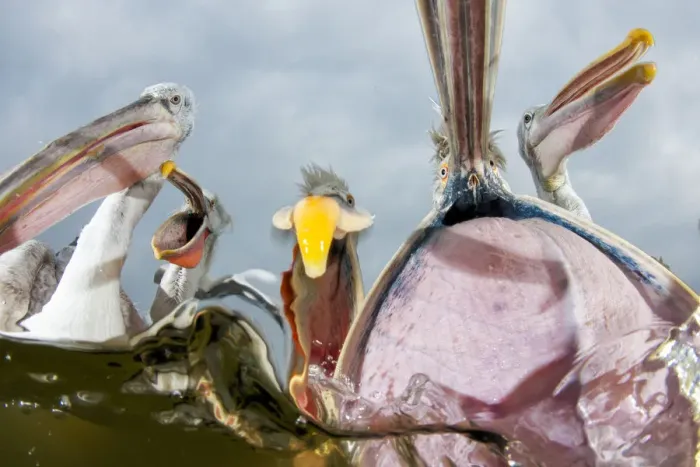 Framed Print : Dalmatian pelicans (Pelecanus crispus) low angle perspective of open bills whilst feeding Framed Print : Dalmatian pelicans (Pelecanus crispus) low angle perspective of open bills whilst feeding
