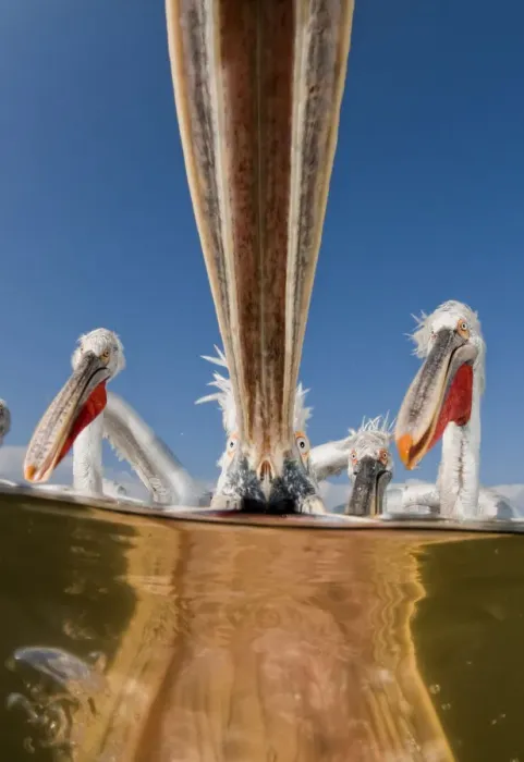 Framed Print : Dalmatian pelicans (Pelecanus crispus) low angle perspective of open bills whilst feeding