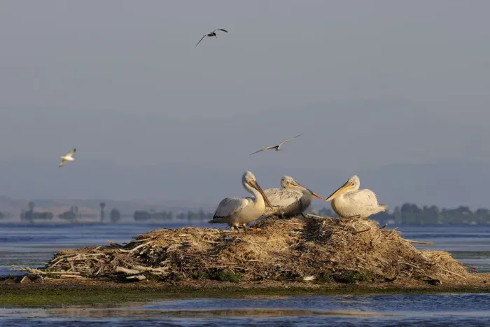 Framed Print : Three Dalmatian pelicans (Pelecanus crispus) on mound in water, Karavasta Lagoons National Park Framed Print : Three Dalmatian pelicans (Pelecanus crispus) on mound in water, Karavasta Lagoons National Park