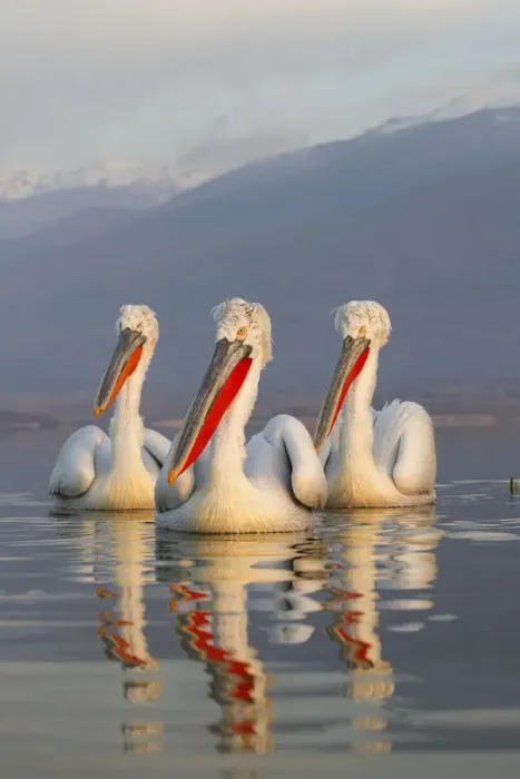 Framed Print : Three Dalmatian Pelicans (Pelecanus crispus) portrait on lake. Lake Kerkini, Greece Framed Print : Three Dalmatian Pelicans (Pelecanus crispus) portrait on lake. Lake Kerkini, Greece