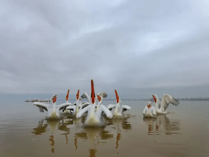 Framed Print : Dalmatian pelicans (Pelecanus crispus) squabbling over fish, Lake Kerkini, Greece, February Framed Print : Dalmatian pelicans (Pelecanus crispus) squabbling over fish, Lake Kerkini, Greece, February