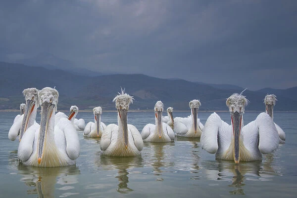 Dalmatian pelicans (Pelicanus crispus) flock on water, Lake Kerkini, Greece