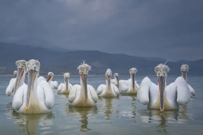 Framed Print : Dalmatian pelicans (Pelicanus crispus) flock on water, Lake Kerkini, Greece Framed Print : Dalmatian pelicans (Pelicanus crispus) flock on water, Lake Kerkini, Greece