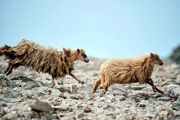 Framed Print : Two Dalmatian pramenka sheep running over rocky ground, Mana Island, Kornati National Park, Croatia. October