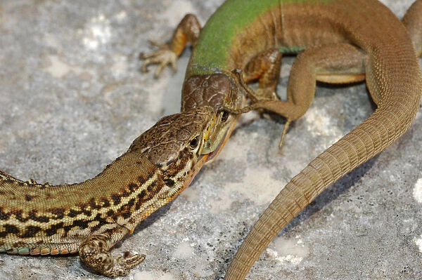 Dalmatian wall lizard, (Podarcis melisellensis), fight between two males with distinct morphs