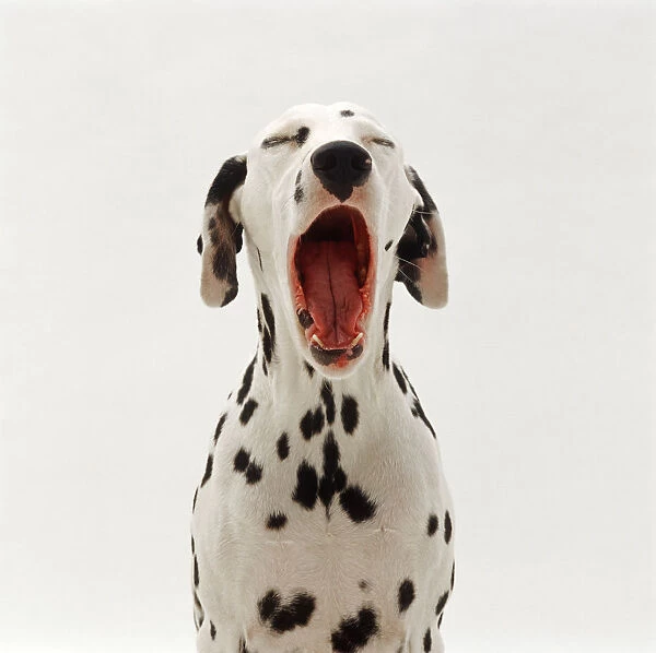 Dalmation yawning portrait