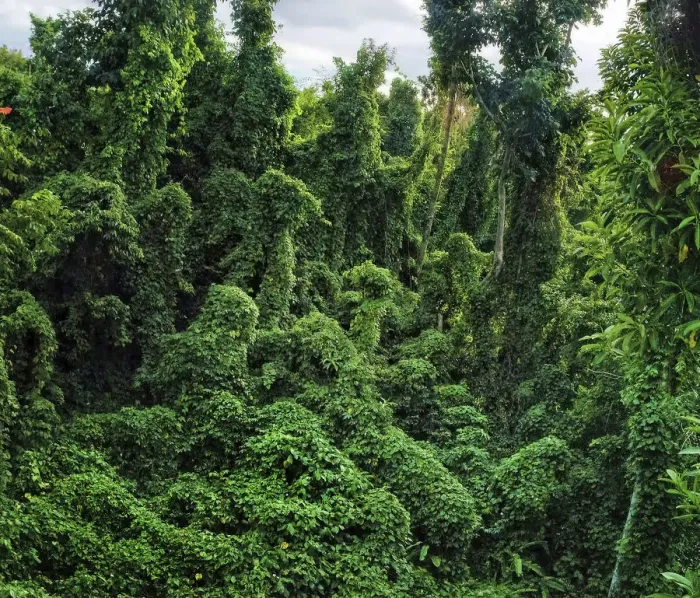 Framed Print : Damaged forest overgrown by various vines, a typical scene in western part of Dominica Framed Print : Damaged forest overgrown by various vines, a typical scene in western part of Dominica