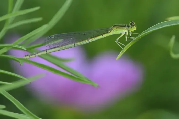 Framed Print : Damselfly perched on a leaf, East Lake Greenway park, Wuhan, Hubei, China Framed Print : Damselfly perched on a leaf, East Lake Greenway park, Wuhan, Hubei, China