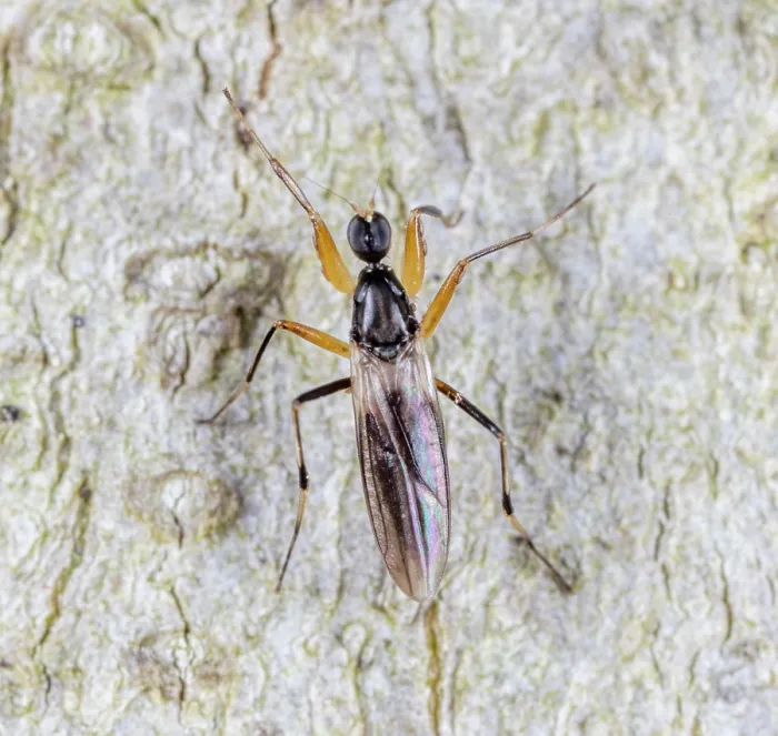 Framed Print : Dance fly (Tachypeza fenestrata) on beech trunk, portrait, Pennsylvania, USA. May