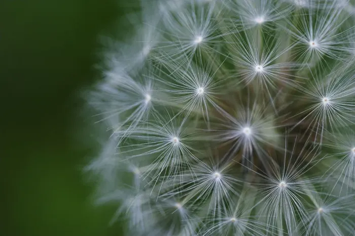Framed Print : Dandelion seed head (Taraxacum officinale) UK Framed Print : Dandelion seed head (Taraxacum officinale) UK