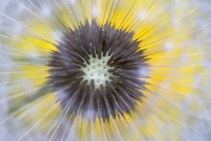 Framed Print : Dandelion (Taraxacum officinale) close up of seedhead or clock, Nordtirol, Austian Alps Framed Print : Dandelion (Taraxacum officinale) close up of seedhead or clock, Nordtirol, Austian Alps