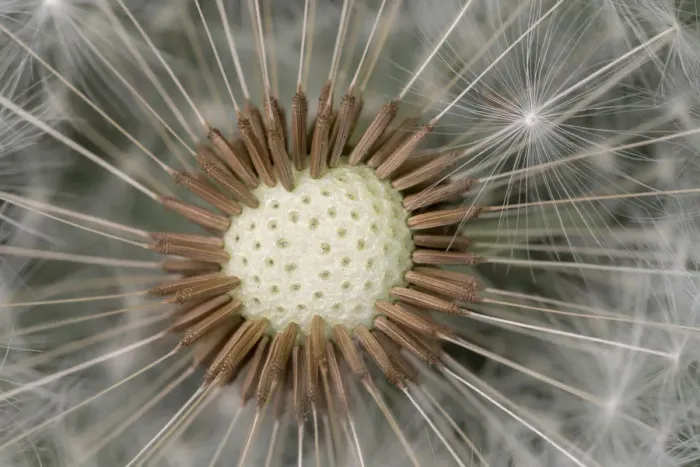 Framed Print : Dandelion (Taraxacum officinale) seedhead, Peak District National Park, Derbyshire, UK Framed Print : Dandelion (Taraxacum officinale) seedhead, Peak District National Park, Derbyshire, UK