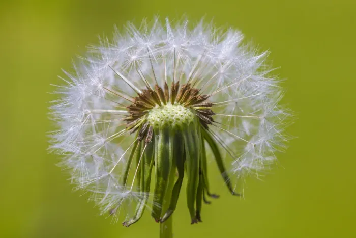 Framed Print : Dandelion (Taraxacum officinale) seedhead, Monmouthshire, Wales UK, June Framed Print : Dandelion (Taraxacum officinale) seedhead, Monmouthshire, Wales UK, June