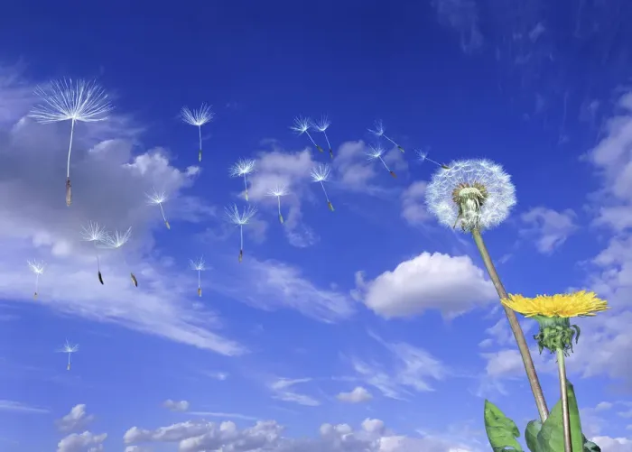 Framed Print : Dandelion (Taraxacum officinale) seeds blowing in the wind. Digital composite, UK Framed Print : Dandelion (Taraxacum officinale) seeds blowing in the wind. Digital composite, UK