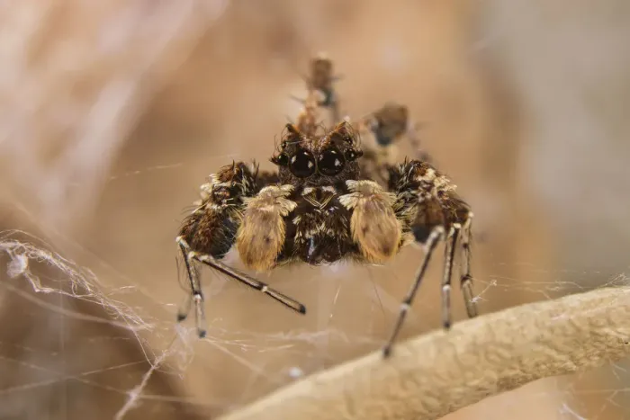 Framed Print : Dandy jumping spider (Portia schultzi) Kwazulu-Natal, South Africa
