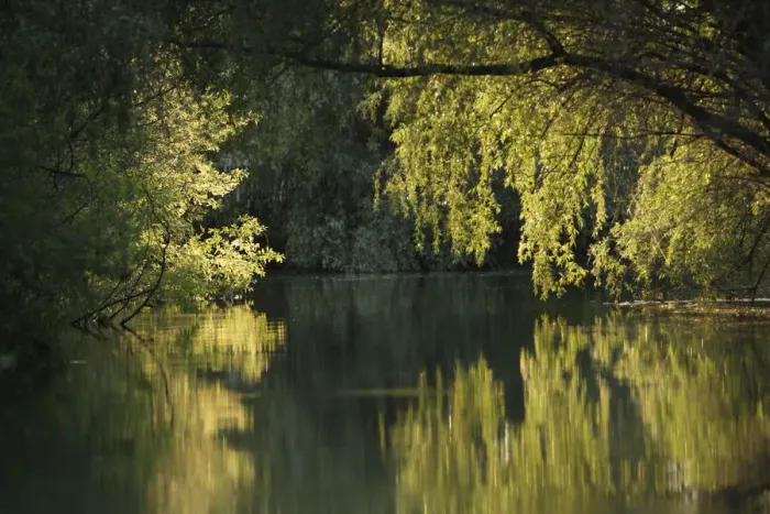Framed Print : Danube Delta with trees reflected in water, Romania, May 2009 Framed Print : Danube Delta with trees reflected in water, Romania, May 2009