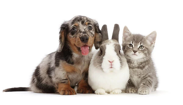 Dapple Dachshund puppy with Netherland dwarf rabbit and grey Tabby kitten sitting side by side, portrait
