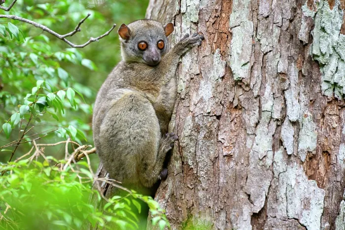 Framed Print : Daraina sportive lemur (Lepilemur milanoii) resting on edge of tree hole during the day, Andrafiamena-Andavakoera Protected Forest, northern Madagascar. Endangered Framed Print : Daraina sportive lemur (Lepilemur milanoii) resting on edge of tree hole during the day, Andrafiamena-Andavakoera Protected Forest, northern Madagascar. Endangered