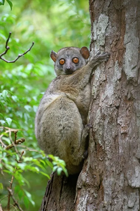 Framed Print : Daraina sportive lemur (Lepilemur milanoii) resting on edge of tree hole during the day, Andrafiamena-Andavakoera Protected Forest, northern Madagascar. Endangered Framed Print : Daraina sportive lemur (Lepilemur milanoii) resting on edge of tree hole during the day, Andrafiamena-Andavakoera Protected Forest, northern Madagascar. Endangered