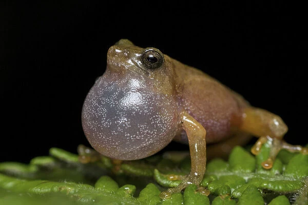 Darjeeling bush frog (Raorchestes Annandalii) croaking, showing inflated vocal sac
