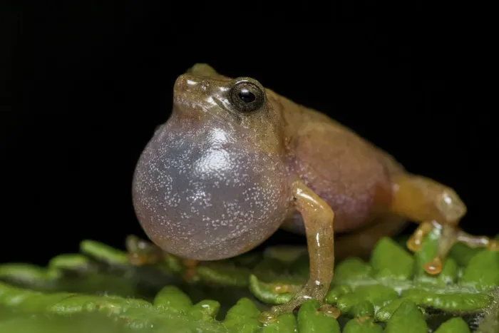 Framed Print : Darjeeling bush frog (Raorchestes Annandalii) croaking, showing inflated vocal sac