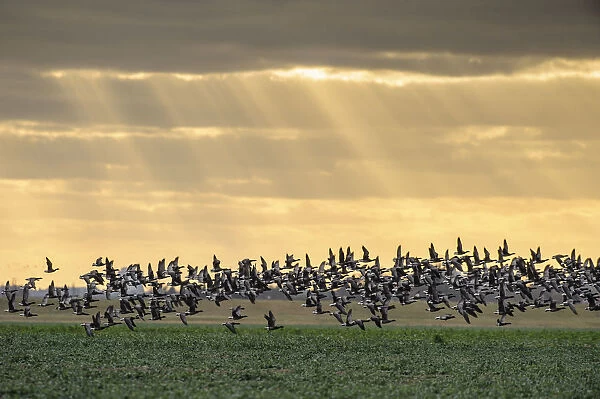 Dark-bellied brent geese (Branta bernicla) taking flight from grazing field, Wallasea Island