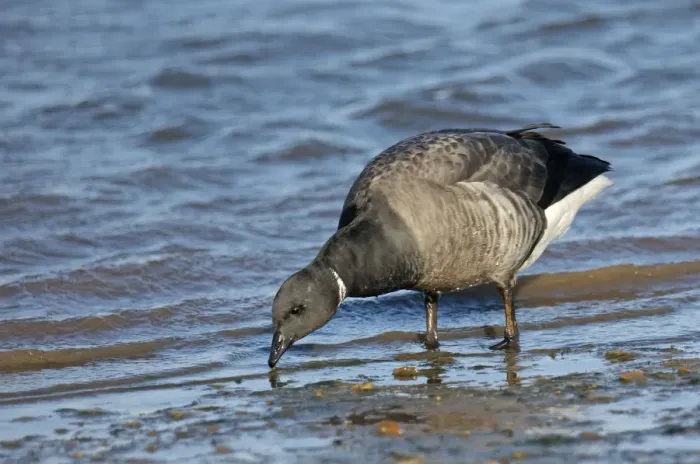 Framed Print : Dark-bellied brent goose (Branta bernicla) feeding on shore just after high water Framed Print : Dark-bellied brent goose (Branta bernicla) feeding on shore just after high water