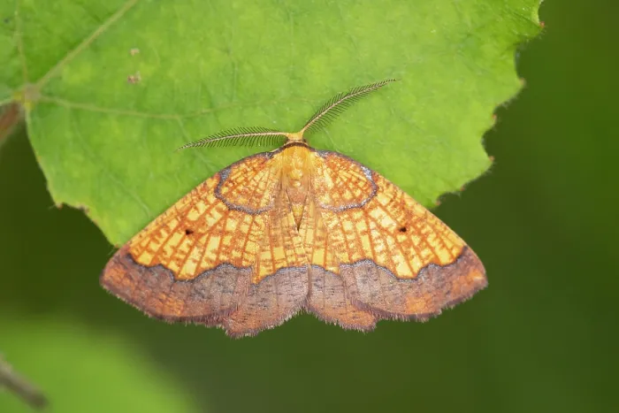 Framed Print : Dark bordered beauty (Epione vespertaria) male, resting on Aspen leaf, Insh Marshes, Cairngorms National Park, Scotland, UK. July Framed Print : Dark bordered beauty (Epione vespertaria) male, resting on Aspen leaf, Insh Marshes, Cairngorms National Park, Scotland, UK. July