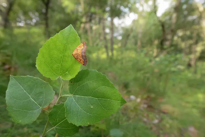 Framed Print : Dark bordered beauty (Epione vespertaria) male, resting on Aspen leaf, Insh Marshes, Cairngorms National Park, Scotland, UK. July Framed Print : Dark bordered beauty (Epione vespertaria) male, resting on Aspen leaf, Insh Marshes, Cairngorms National Park, Scotland, UK. July