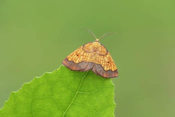 Framed Print : Dark bordered beauty (Epione vespertaria) male, resting on Aspen leaf, Insh Marshes, Cairngorms National Park, Scotland, UK. July