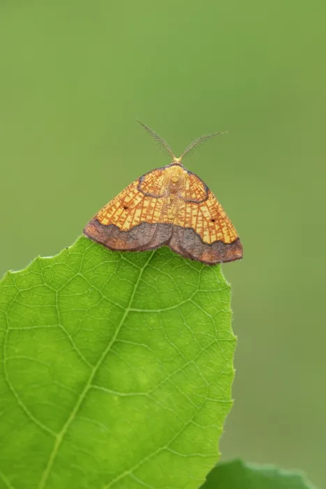 Framed Print : Dark bordered beauty (Epione vespertaria) male, resting on Aspen leaf, Insh Marshes, Cairngorms National Park, Scotland, UK. July Framed Print : Dark bordered beauty (Epione vespertaria) male, resting on Aspen leaf, Insh Marshes, Cairngorms National Park, Scotland, UK. July